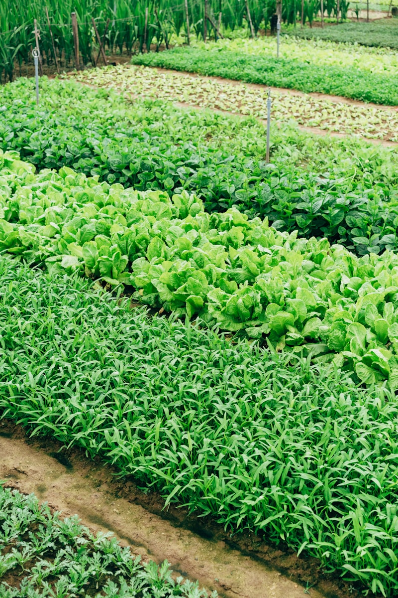 Créer un jardin potager de 20m les légumes faciles à cultiver et agréables